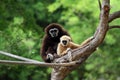 Two white handed Gibbon