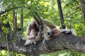 The two white-handed gibbon relaxing on the timber Royalty Free Stock Photo