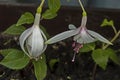 Two white hanging fuchsia flowers on a twig