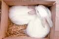 Two white hares are sitting in a cardboard boxes. Easter bunny rabbits. Easter preparation, farm animals transportation and pets Royalty Free Stock Photo