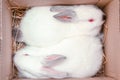 Two white hares are sitting in a cardboard boxes. Easter bunny rabbits. Easter preparation, farm animals transportation and pets Royalty Free Stock Photo