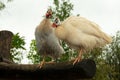 Two white helmeted guineafowls