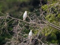 Two white heron Bubulcus ibis sitting on a tree (Republic of the Congo)