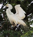 two White heron sitting on a tamarind tree and looking at the meeting with love wings up