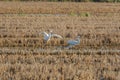 Two white herons Ardea alba at sunset in a paddy field in the natural park of Albufera, Valencia, Spain. Magic colors and