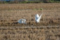 Two white herons Ardea alba at sunset in a paddy field in the natural park of Albufera, Valencia, Spain. Magic colors and