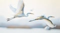 Two white herons in flight over a calm body of water. The background is softly blurred, highlighting the grace and Royalty Free Stock Photo