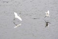 Two White Herons Flying Over Calm Water With Reflections Royalty Free Stock Photo