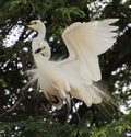 Two white herons sitting on the branch of tamarind tree and both are making love