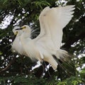 Two white herons sitting on the branch of tamarind tree and both are making love