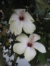 Two white hibiscus flowers on dark leaves Royalty Free Stock Photo