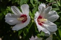 Two white hibiscus trying to draw attention in opposite directions