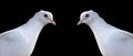 Two white homing pigeons portrait isolated on black