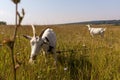 Two white horned goats graze in a vast field of yellowed dry grass Royalty Free Stock Photo