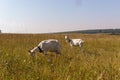 Two white horned goats graze in a vast field of yellowed dry grass Royalty Free Stock Photo