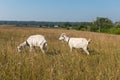 Two white horned goats graze in a vast field of yellowed dry grass Royalty Free Stock Photo