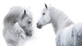 Two White horse portrait on white