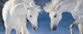 Two white horse portrait Royalty Free Stock Photo