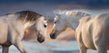 Two white horse portrait Royalty Free Stock Photo