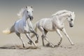 Two white horse run Royalty Free Stock Photo