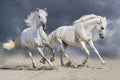 Two white horse run