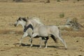 Two White horse running  freely in the field Royalty Free Stock Photo