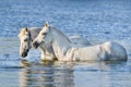 Two white horse swim in water Royalty Free Stock Photo