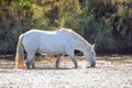 Two white horses in a beautiful sunny day in Camargue, France Royalty Free Stock Photo