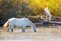 Two white horses in a beautiful sunny day in Camargue, France Royalty Free Stock Photo