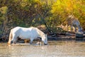 Two white horses in a beautiful sunny day in Camargue, France Royalty Free Stock Photo