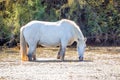 Two white horses in a beautiful sunny day in Camargue, France Royalty Free Stock Photo