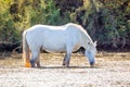 Two white horses in a beautiful sunny day in Camargue, France Royalty Free Stock Photo