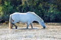 Two white horses in a beautiful sunny day in Camargue, France Royalty Free Stock Photo