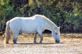 Two white horses in a beautiful sunny day in Camargue, France Royalty Free Stock Photo