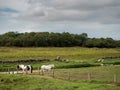 Two white horses behind a fence, Cloudy sky, Green pasture and forest in the background Royalty Free Stock Photo