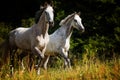 Two white horses gallop over the summer pasture