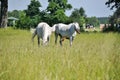 two white horses graze on green grass in a meadow Royalty Free Stock Photo