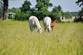 two white horses graze on green grass in a meadow Royalty Free Stock Photo