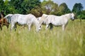 two white horses graze on green grass in a meadow Royalty Free Stock Photo