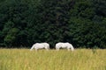 Two white horses graze in a paddock field near forest Royalty Free Stock Photo