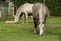 Two white horses grazing free in the farmland Royalty Free Stock Photo