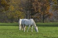 Two white horses grazing grass autumn nature background Royalty Free Stock Photo