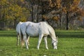 Two white horses grazing grass autumn nature background Royalty Free Stock Photo