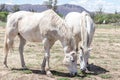 Two white horses grazing in sparse ranch field Royalty Free Stock Photo