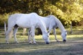 Two white horses grazing at sunset Royalty Free Stock Photo