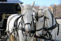 Two white horses in harness Royalty Free Stock Photo