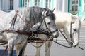 Two white horses in harness Royalty Free Stock Photo