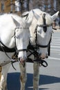 Two white horses in harness Royalty Free Stock Photo