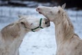 Two white horses love each other.