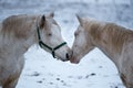 Two white horses love each other.